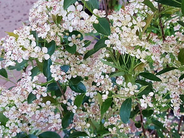 Aronia melanocarpa Hugin Apfelbeere "Hugin